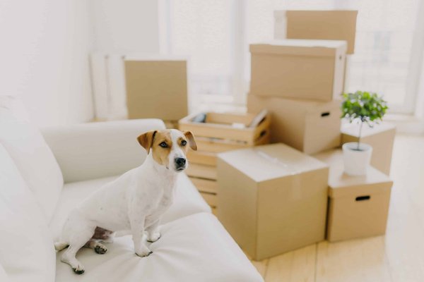 How to Design a Comfortable Sleeping Space for a Cat with Arthritis?