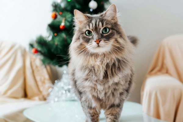 How to Choose the Right Type of Cat Tree for a Maine Coon?