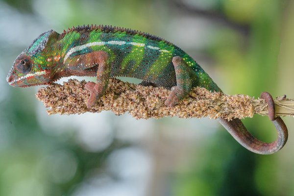 What Are the Best Plants for Creating a Privacy Screen on an Urban Terrace?