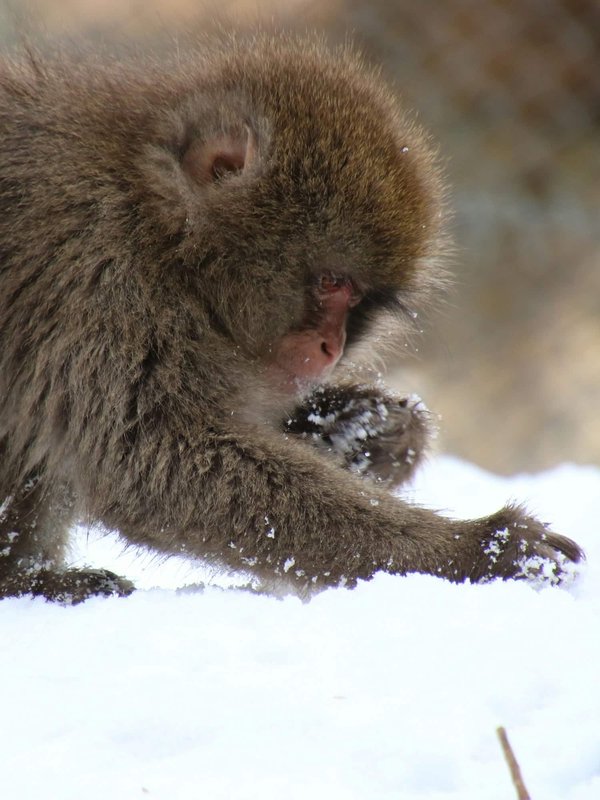 How Does the Practice of Urban Foraging Contribute to Food Security and Nutrition?